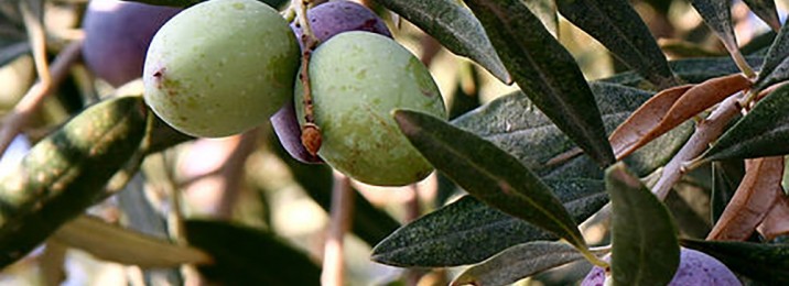 Olives